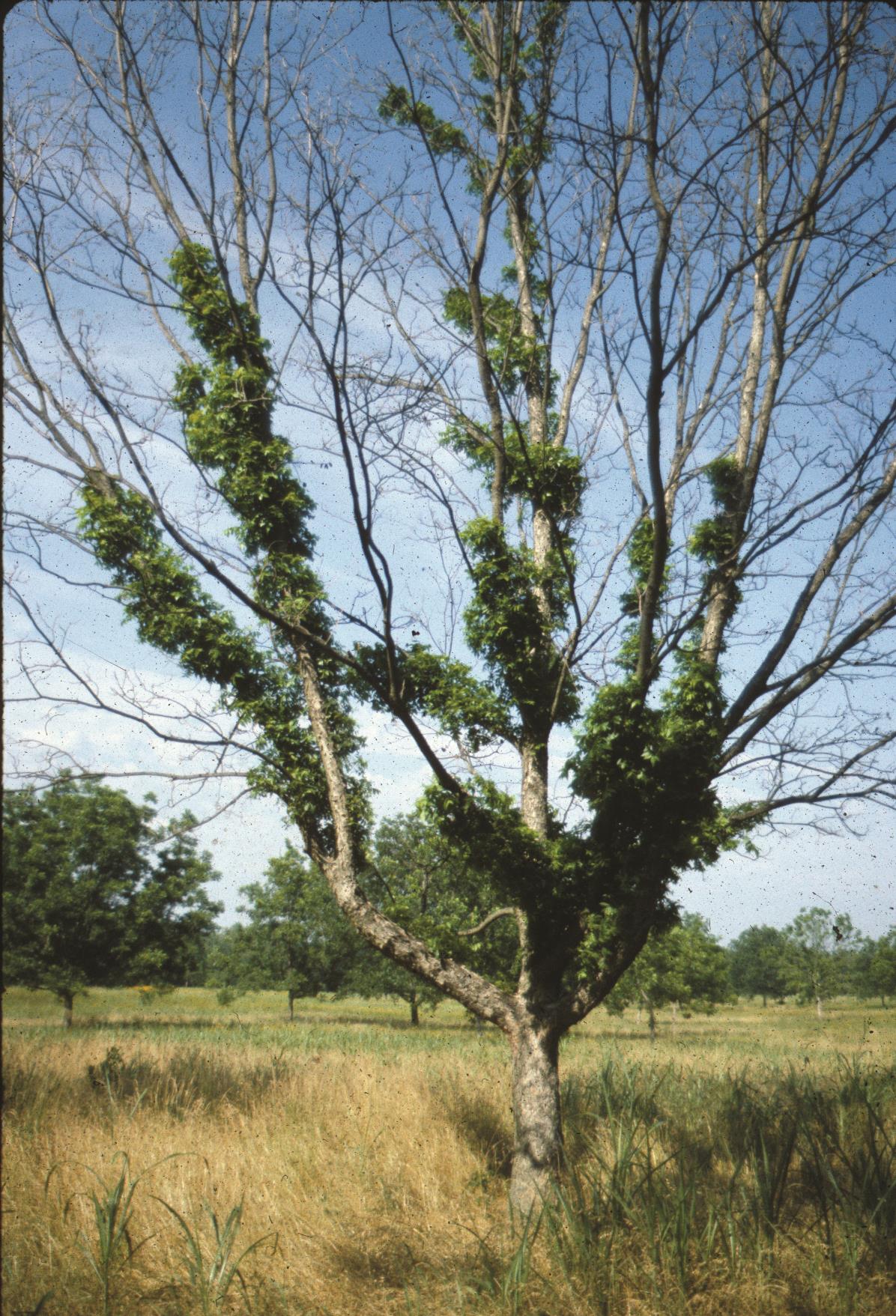Fall and Winter Cold Damage